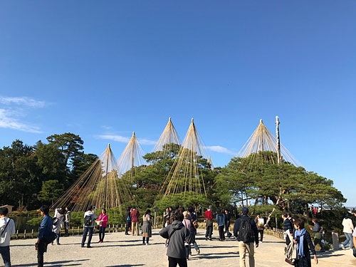 兼六園　唐崎松の雪吊り