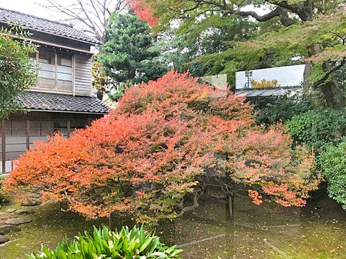 妙法寺のドウダンツツジ