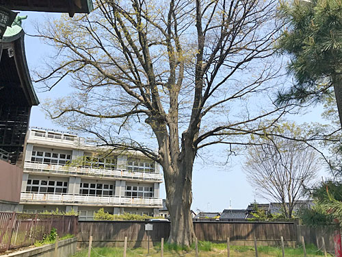 久保市乙剣宮のケヤキ