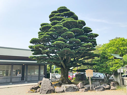石川護国神社の境内にある松