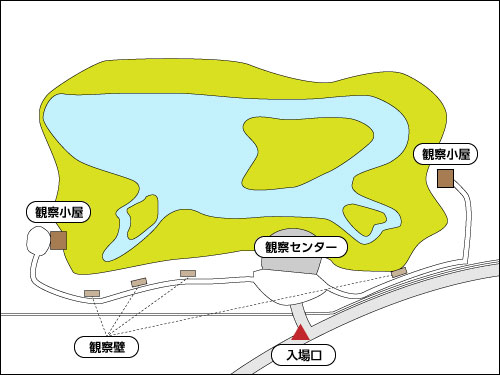 海王バードパーク 鳥さんたちがゆったり泳ぐ姿に目がハート かな 店主たみこの観光案内ブログ