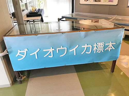 石川県立自然史資料館の2階