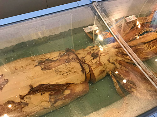ダイオウイカ標本