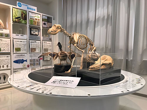 犬の骨格標本