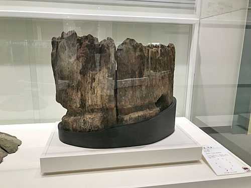 チカモリ遺跡から出土した柱