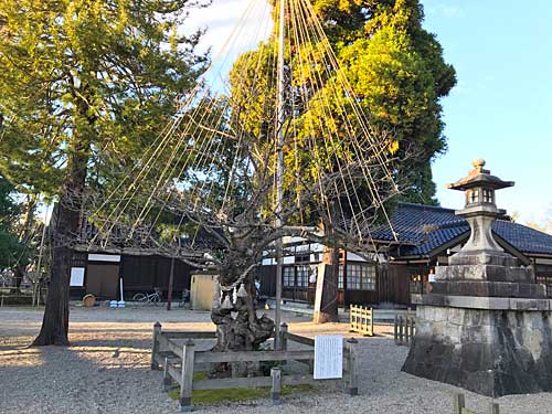 樹齢400年の紅梅
