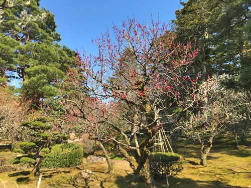 摩耶紅梅