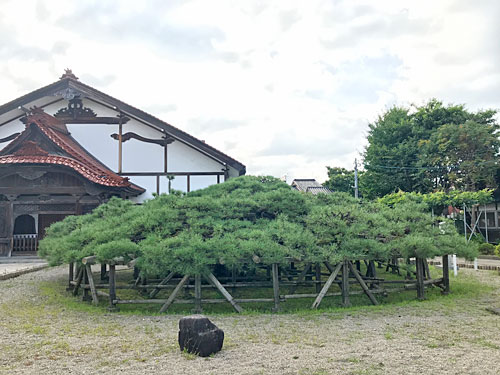 専念寺の傘松