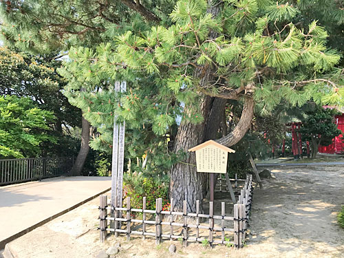 五本松