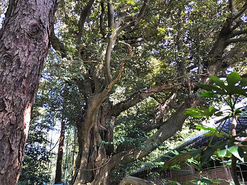 樹齢700年の神木