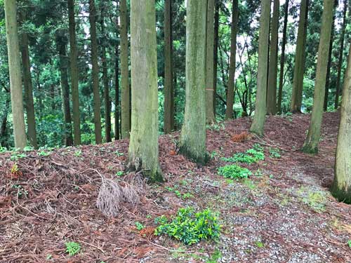 曲輪のへりの土塁
