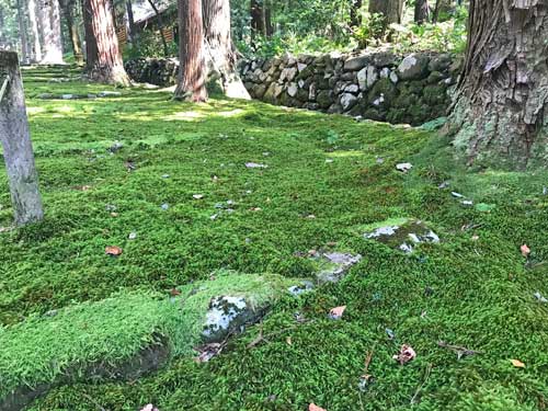 苔の絨毯
