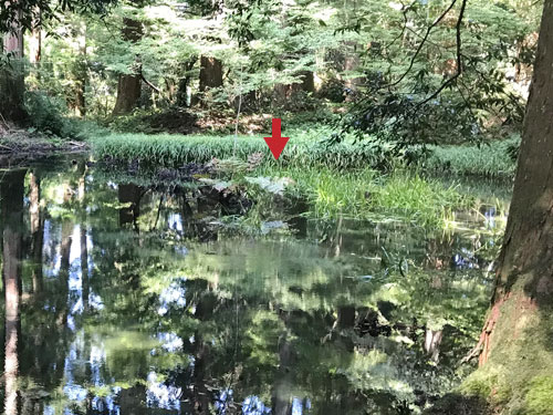 御手洗池の影向岩