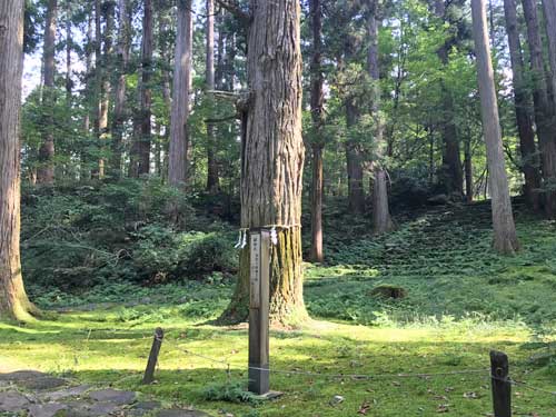 泰澄大師の御手植えの杉