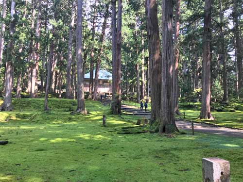 平泉寺の苔