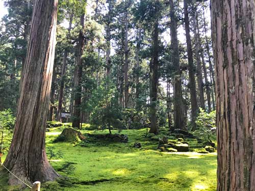 一面の苔絨毯