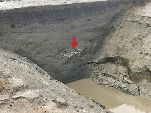 川底に残された貝層
