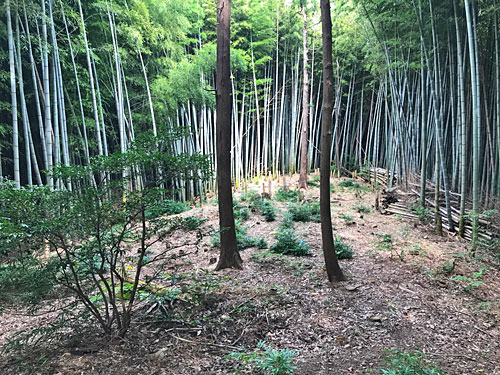 奥の院横の開削地