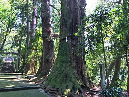 樹齢800年の杉の神木
