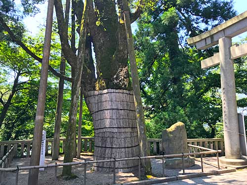 樹齢1000年のケヤキの神木
