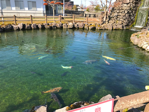 池を泳ぐ鯉