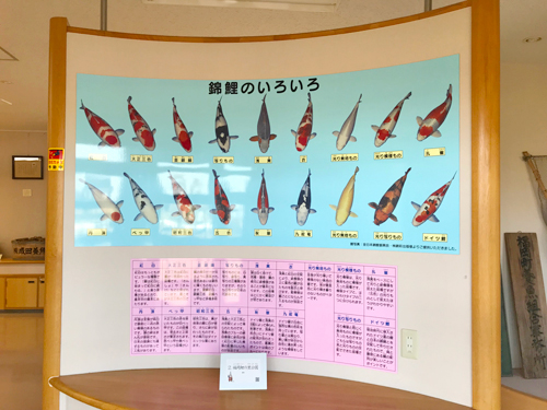 錦鯉のいろいろ