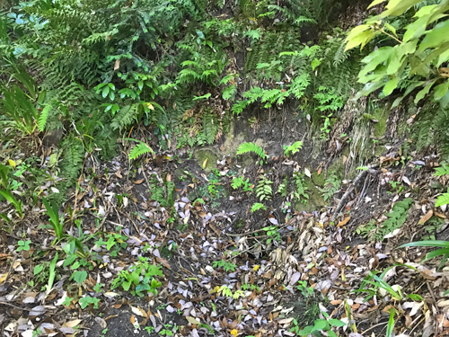 崩壊した横穴墓