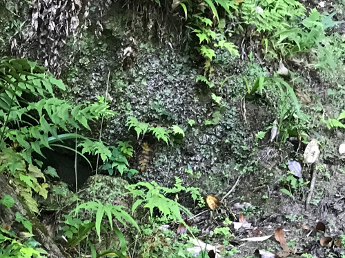 加茂横穴墓群の土質