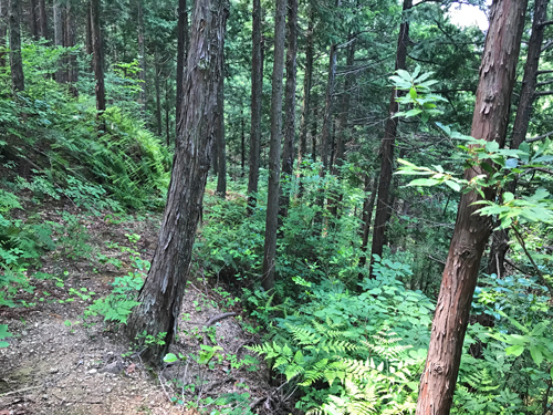 細い山道