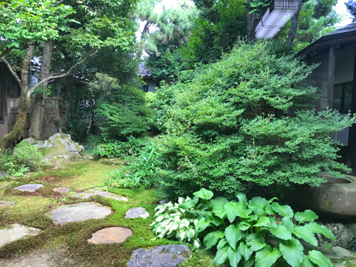庭木がぼさぼさの庭