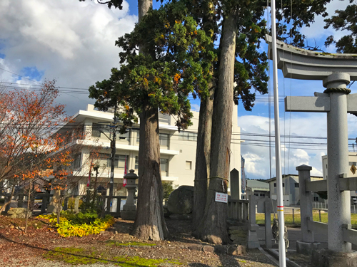 穴水大宮の三本杉