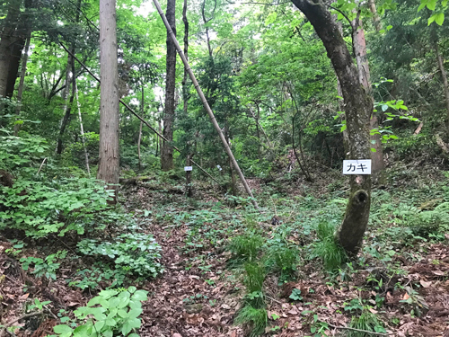 木に札の付いた道