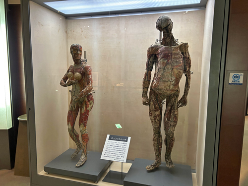福井市立郷土歴史博物館のキュンストレーキ