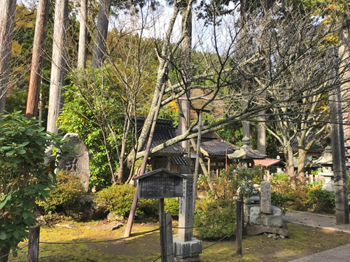 来迎寺の菊桜