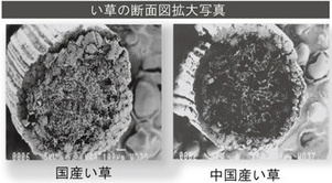 い草の断面
